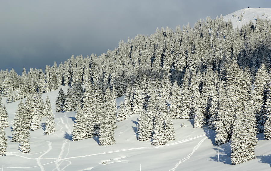 Fir trees forest in the Jura mountain by winter, Switzerland #2 Photograph by Elenarts - Elena Duvernay photo