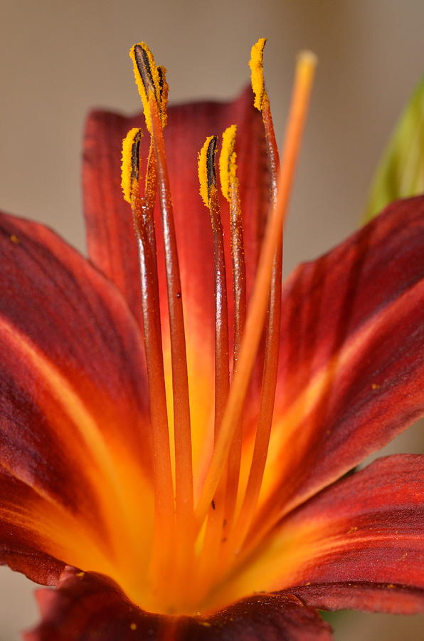 Fire Lily 2 Photograph by Amy Fose