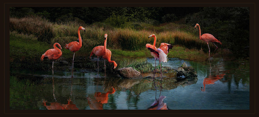 Flamingo Convention #2 Photograph by Melinda Hughes-Berland