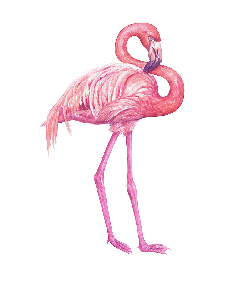 Flamingo Digital Art by Katerina Kirilova - Fine Art America