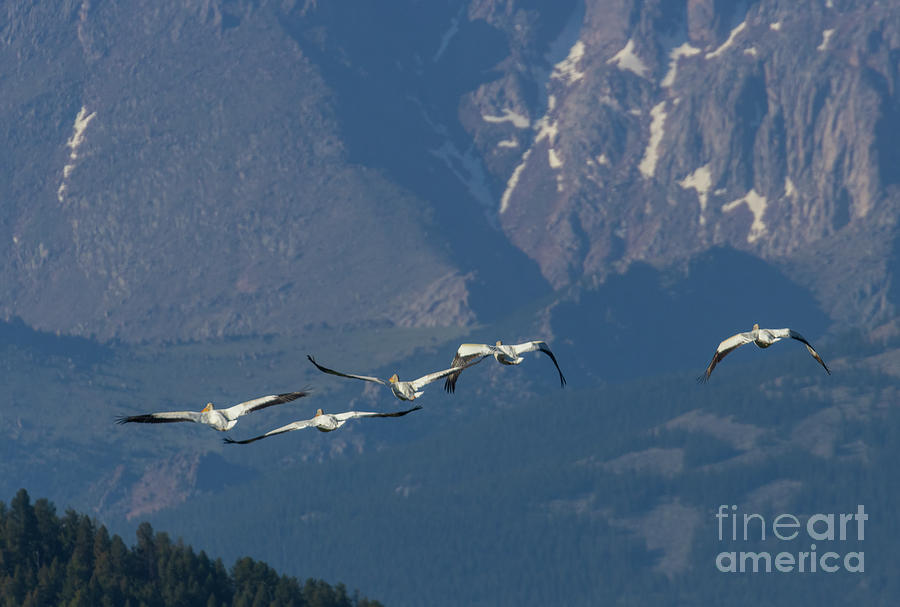 Flock Of American White Pelicans Photograph