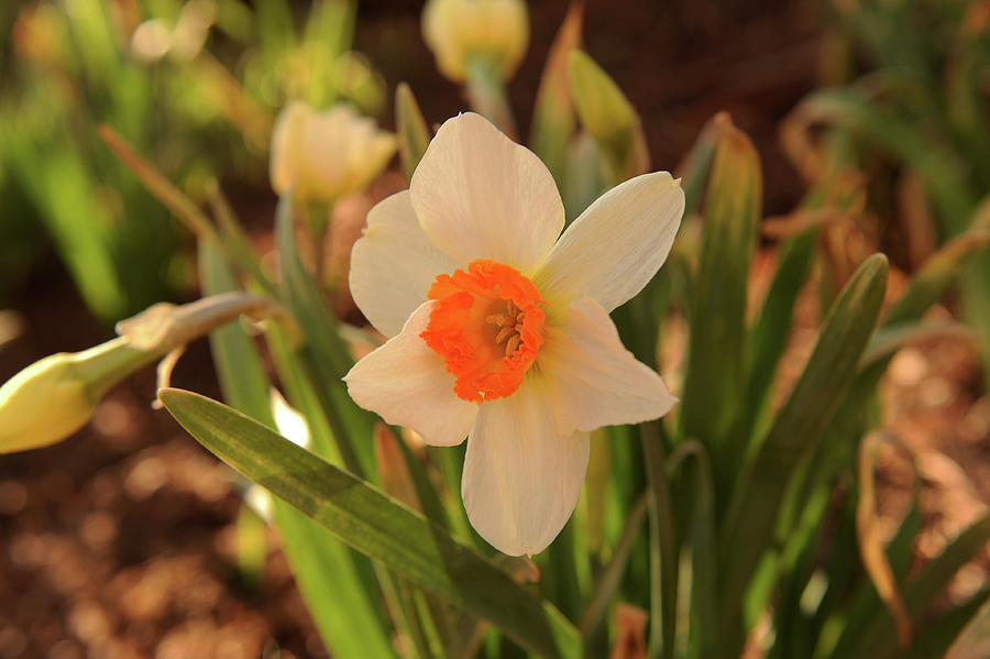 Flower Photograph by Malania Hammer - Fine Art America