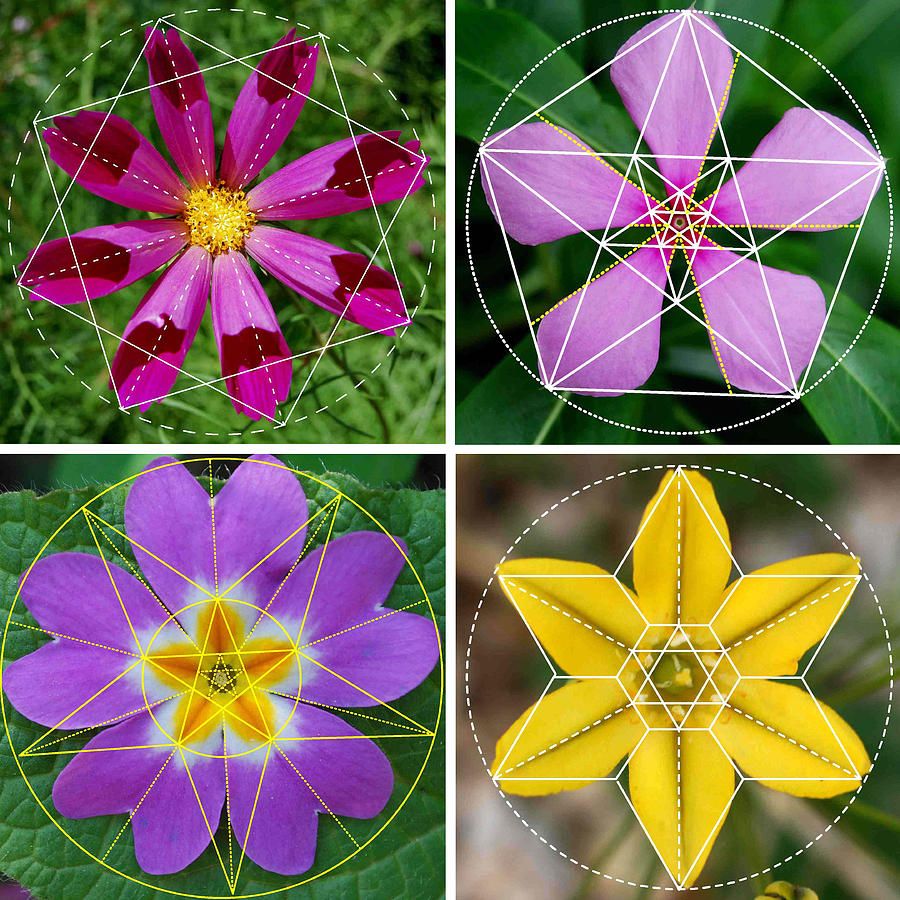 Flower Nature Patterns Sacred Geometry Contemporary Art 2 Digital Art