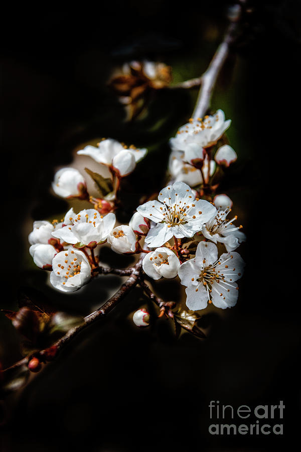 Flowering  Tree #3 Photograph by Robert Bales