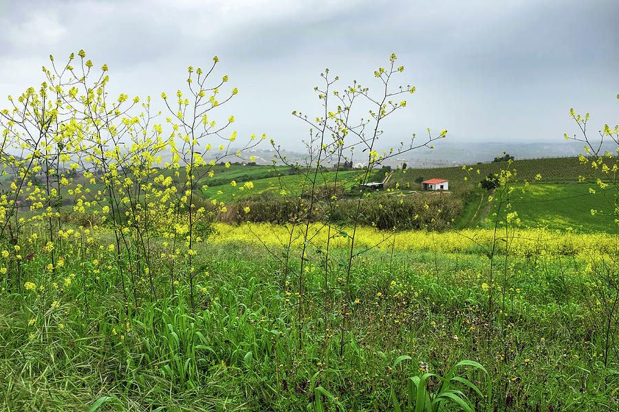 Flowery Countryside #2 Photograph by Carlos Caetano