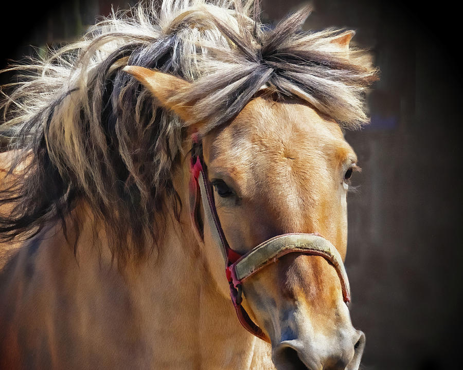 Flowing Mane  #2 Photograph by Jerry Cowart