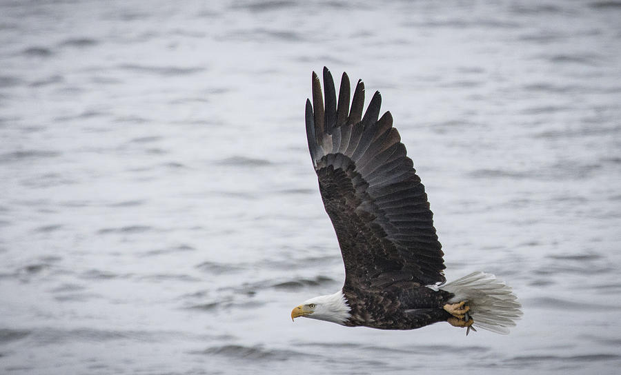 Flying Eagle Photograph by Thomas Hansen - Fine Art America