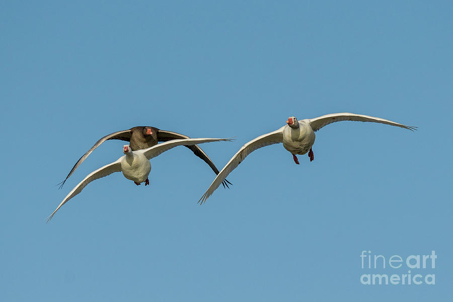 Flying Graylag Goose Anser anser Costa Ballena Cadiz #2 Photograph by Pablo Avanzini