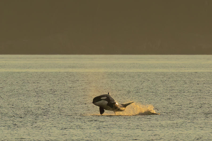 Flying Orca #2 Photograph by Michelle Pennell