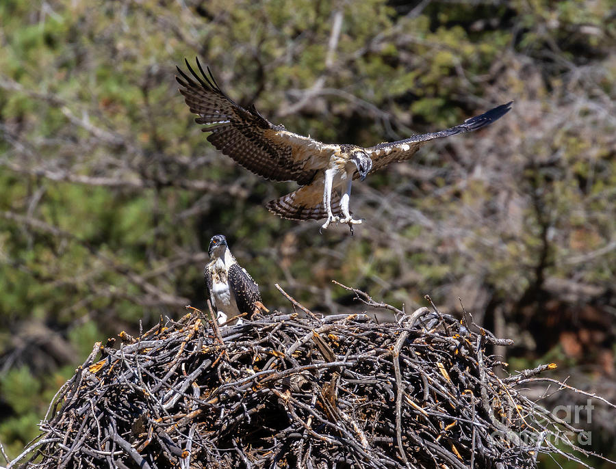 Flying Osprey #2 Photograph by Steven Krull