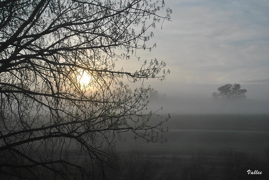 Foggy Morning #2 Photograph by Vallee Johnson