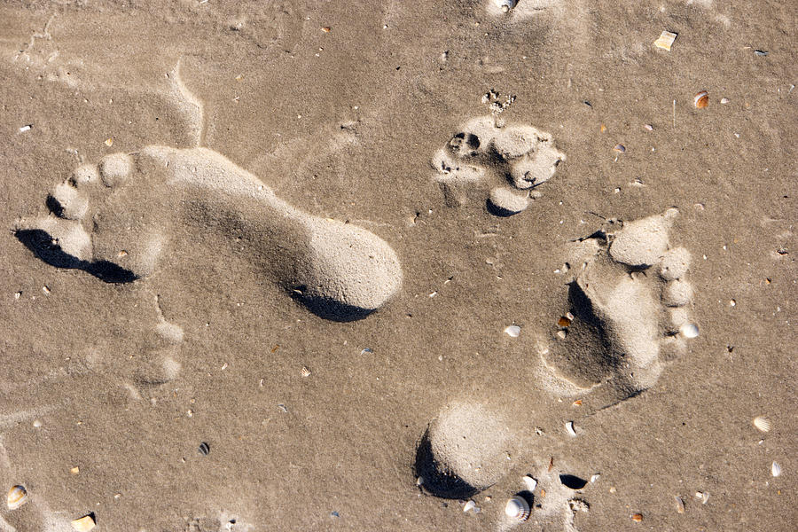 Footprints in the Wadden Sea #2 Photograph by 3quarks