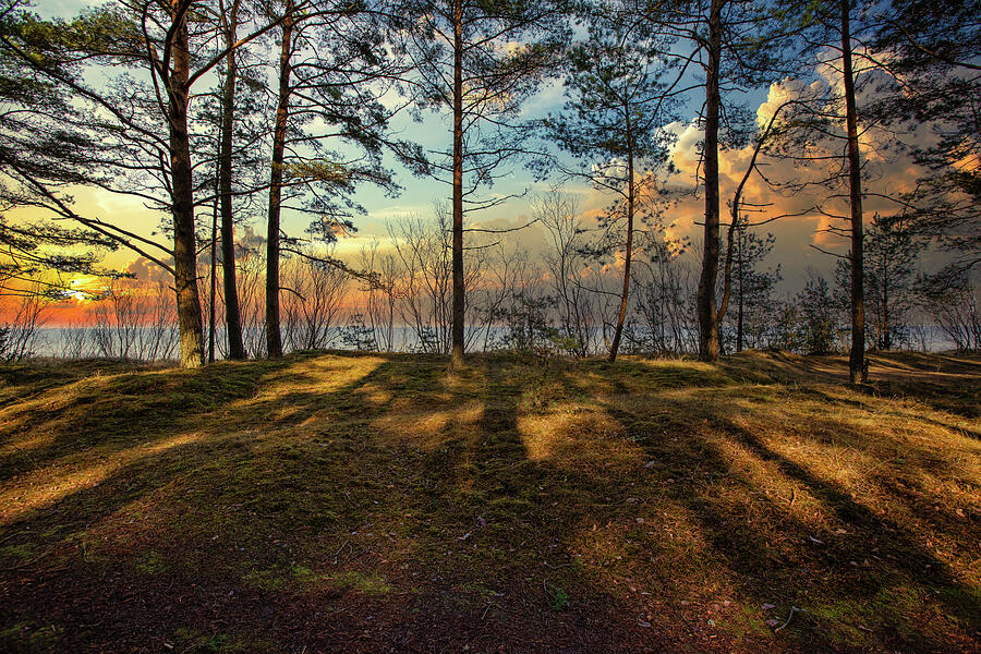 Forest By The Sea In Sunset  Light Jurmala  Photograph by Aleksandrs Drozdovs