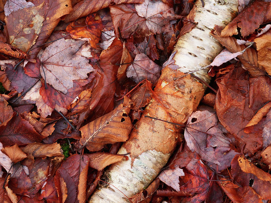 Forest floor leaf litter covering a dead birch tree. #2 Photograph by Rob Huntley