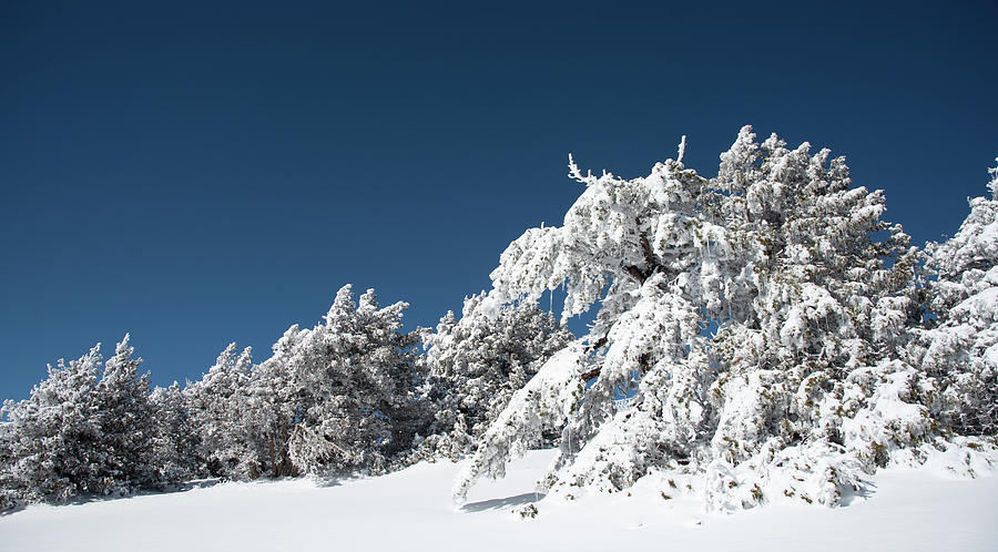 Forest landscape in snowy mountains. Frozen snow covered fir trees in winter season. #2 Photograph by Michalakis Ppalis