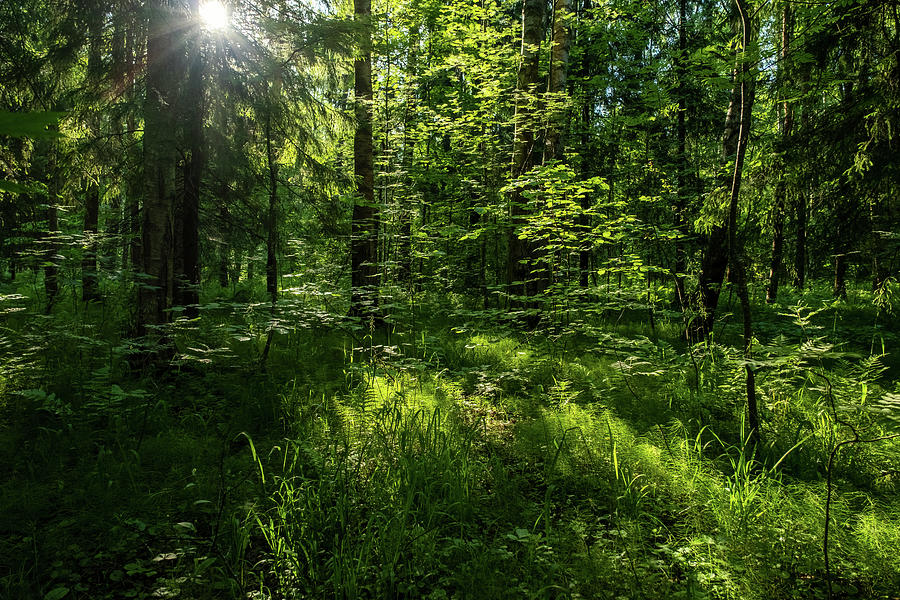 Forest landscape with trees and sun #2 Photograph by Mikhail Kokhanchikov
