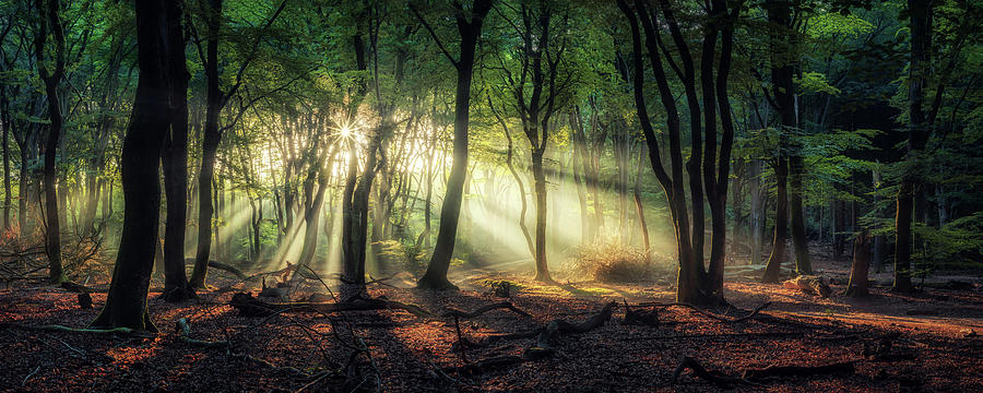 Forest panorama Photograph by Martin Podt - Pixels