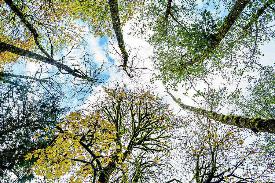 Nature Photograph - Forest Park, Oregon #2 by Travis Feldman Photography