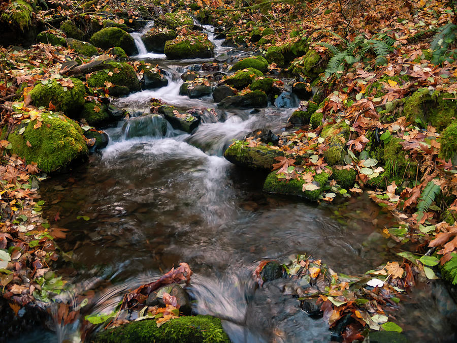 Forest Stream #3 Photograph by Steven Clark