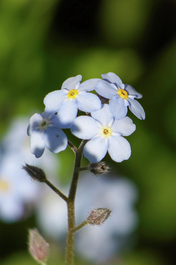 Forget Me Not Flowers #2 Photograph by Brook Burling