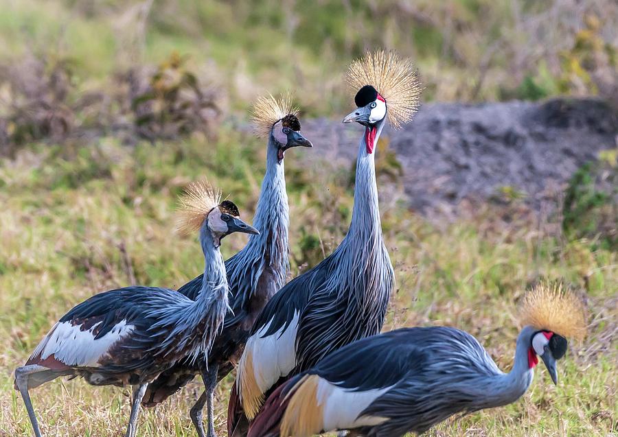 Four Grey Crowned Cranes also known as the African Crowned Cranes ...