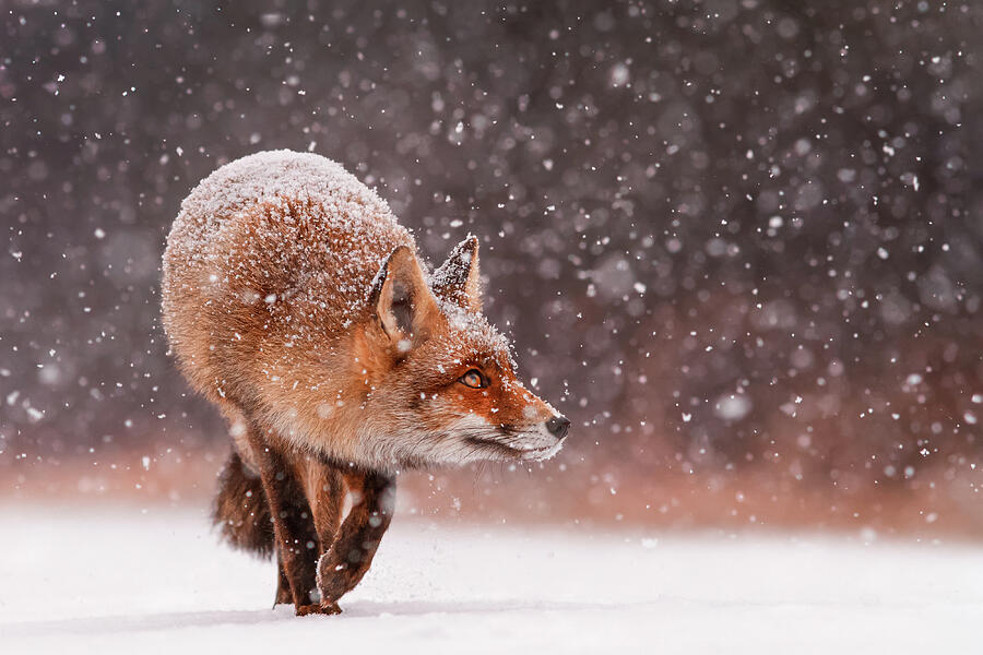Red Fox Photograph - Fox First Snow by Roeselien Raimond