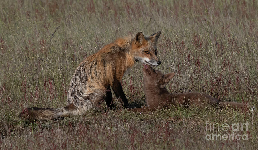 Fox Kit and Male #2 Photograph by Patrick Nowotny