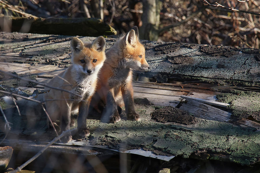 Fox Kits #2 Photograph by Brook Burling