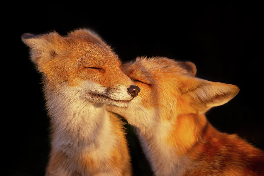 Fox Love Series To The Moon And Back Photograph By Roeselien Raimond