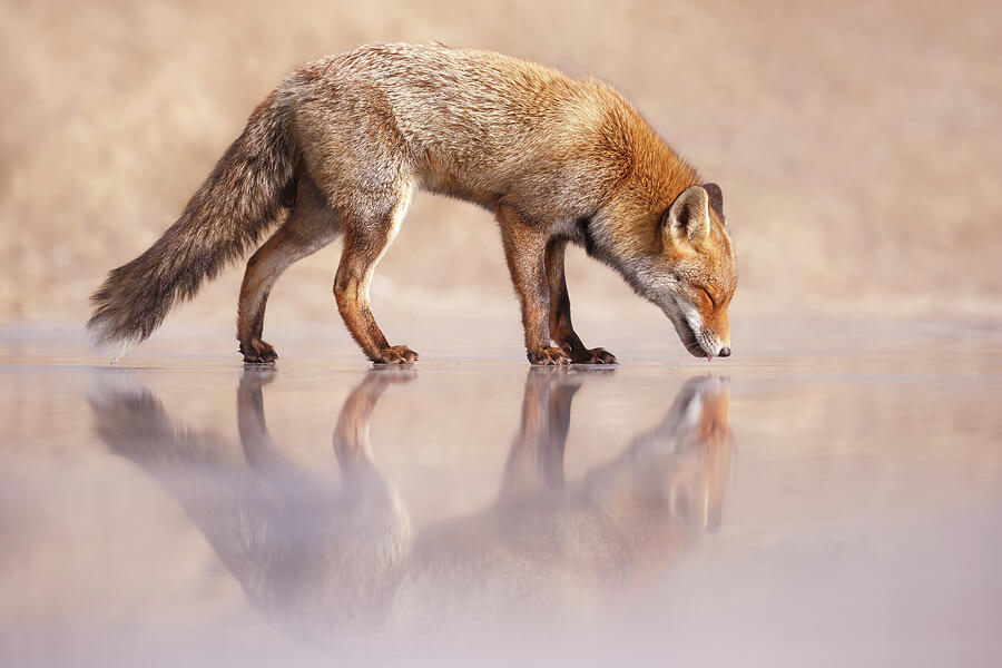 Fox Photograph - Fox on Ice #1 by Roeselien Raimond
