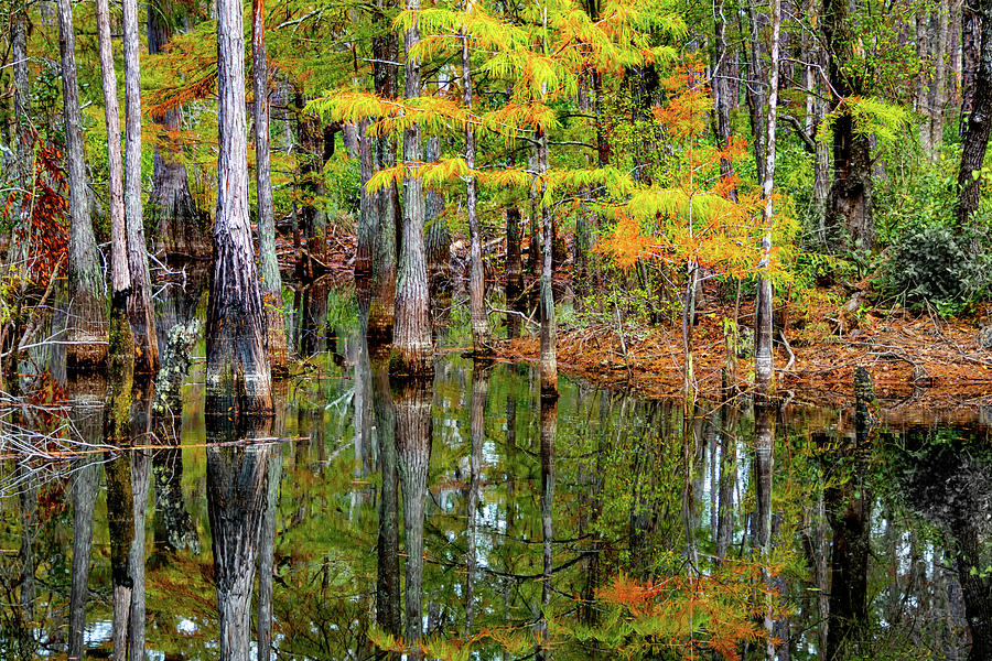 Francis Marion National Forest Photograph