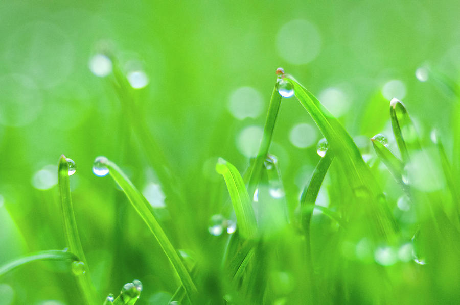 Fresh spring grass with dew drops  #2 Photograph by Alex Grichenko