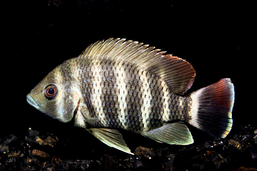 Freshwater Aquarium Fish #2 Photograph by Jeby69