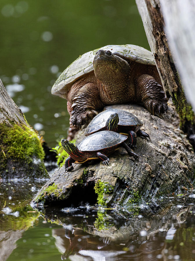 Friends Photograph by Mircea Costina Photography - Fine Art America