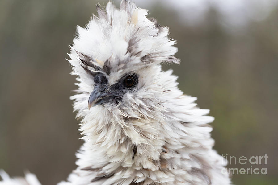 Frizzle Silkie Hen Series Photograph by Jeannette Hunt