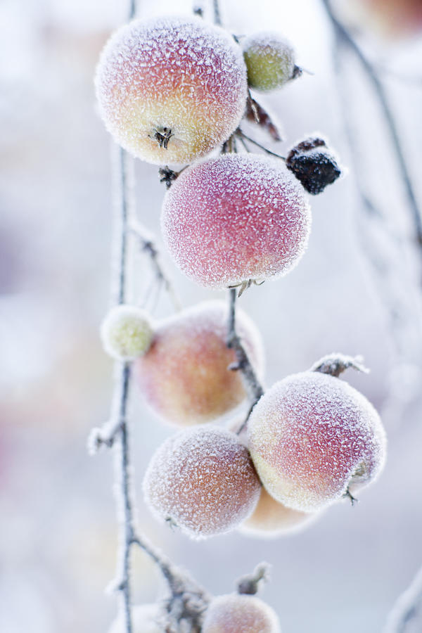 Frosted apples on branch #2 Photograph by Johner Images