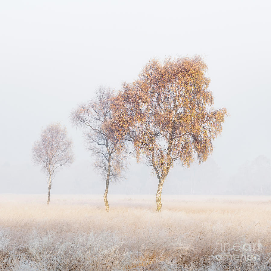 Frosted Birches #2 Photograph by Janet Burdon