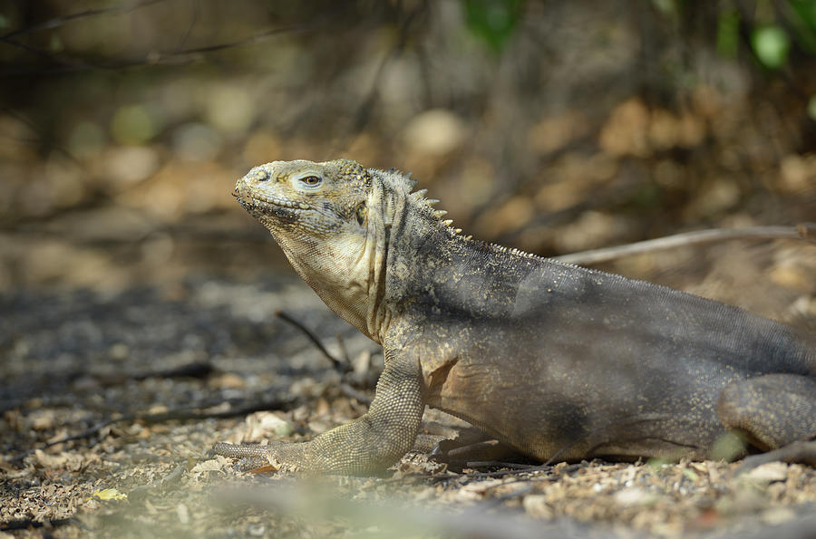 Galapagos land iguana, Conolophus subcristatus, Urbina Bay, Isabela Island, Galapagos Islands, Ecuador #2 Photograph by Kevin Oke