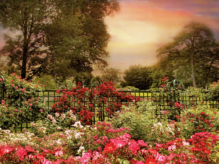 Garden of Roses #2 Photograph by Jessica Jenney
