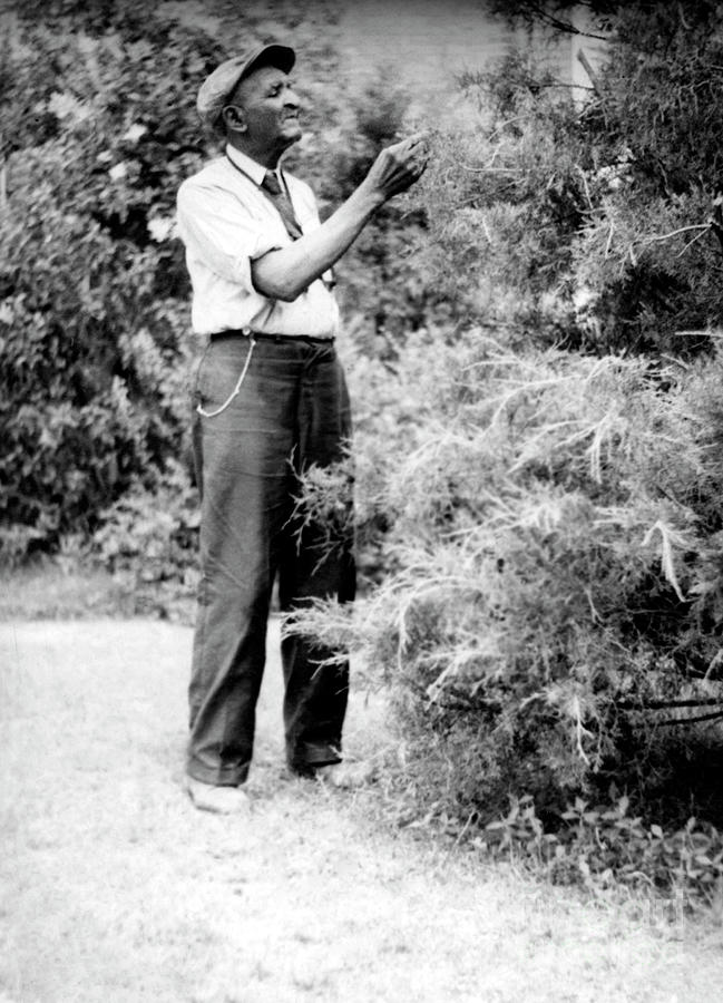 George Washington Carver #2 Photograph by Granger