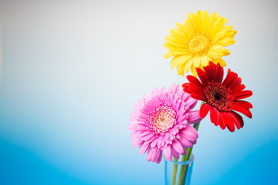 Gerbera flower #2 Photograph by Tomophotography