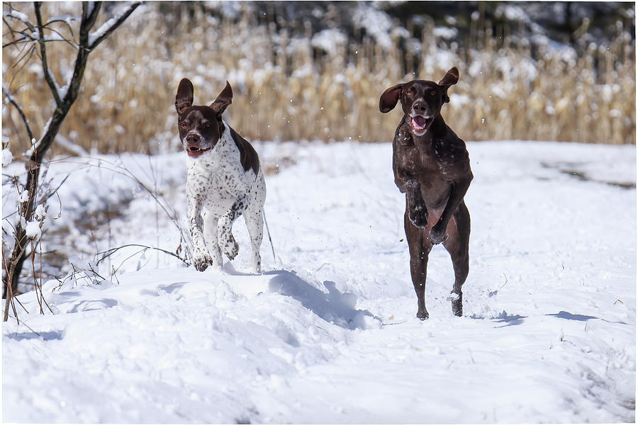 German Shorthaired Pointers #2 Photograph by Brook Burling