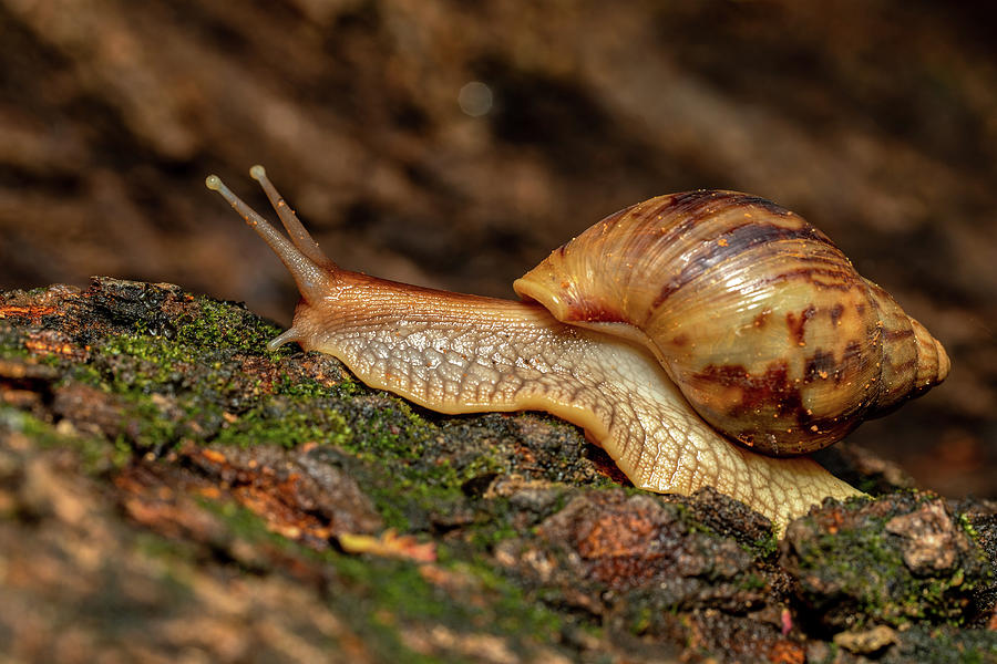 Giant African Land Snail, Achatina fulica, Tsingy de Bemaraha ...