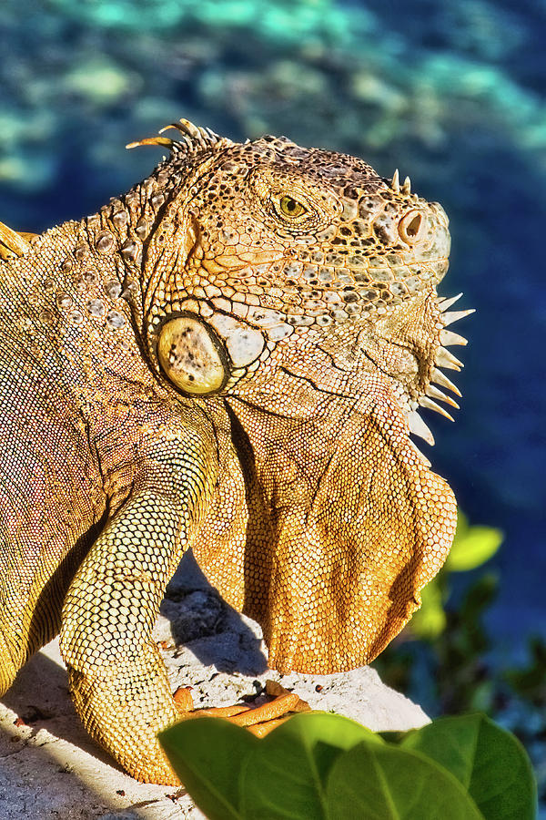 Giant iguana Photograph by Tatiana Travelways