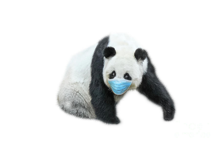 Giant Panda with surgical mask #2 Photograph by Benny Marty