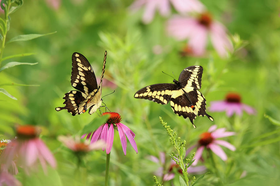 Giant Swallowtail #2 Photograph by Brook Burling