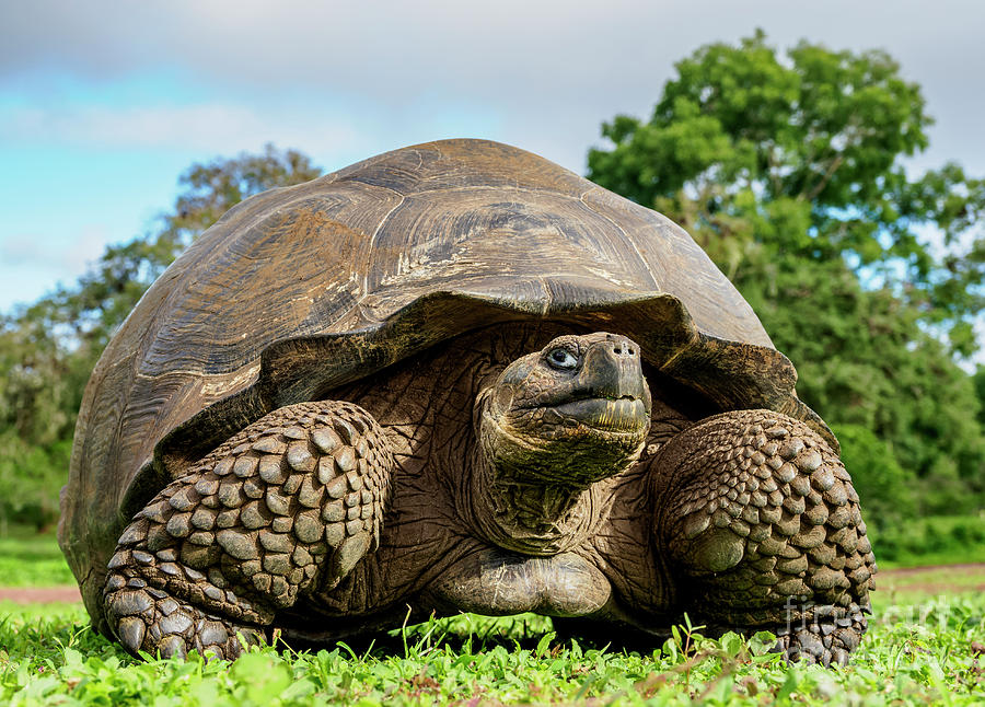 Giant Tortoise in Galapagos Photograph by Karol Kozlowski - Fine Art ...