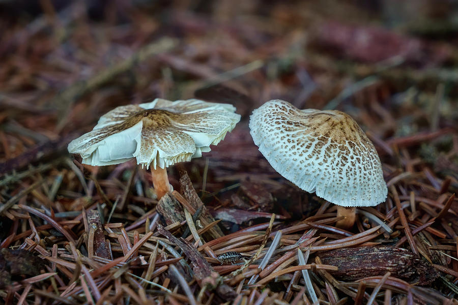 Tree Photograph - Gilled Mushroom Pair #1 by Nikolyn McDonald