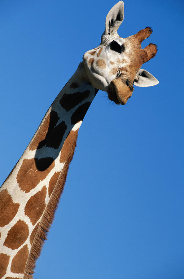 Giraffe #2 Photograph by Jack Hollingsworth Giraffe #2 Photograph by Jack Hollingsworth