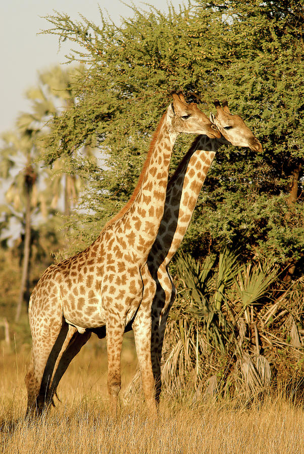 2 Giraffe Photograph by MaryJane Sesto